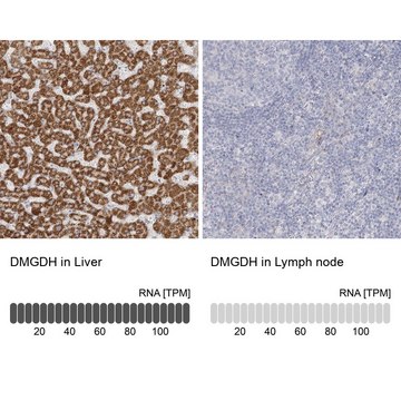 Anti-DMGDH antibody produced in rabbit Prestige Antibodies&#174; Powered by Atlas Antibodies, affinity isolated antibody, buffered aqueous glycerol solution