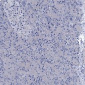 Anti-SLC1A3 antibody produced in rabbit Prestige Antibodies&#174; Powered by Atlas Antibodies, affinity isolated antibody, buffered aqueous glycerol solution