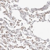 Anti-C1orf162 antibody produced in rabbit Prestige Antibodies&#174; Powered by Atlas Antibodies, affinity isolated antibody, buffered aqueous glycerol solution