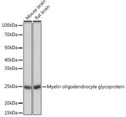 Anti-Myelin oligodendrocyte glycoprotein antibody produced in rabbit