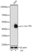 Anti-Phospho-c-Jun-T91 antibody produced in rabbit