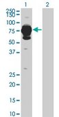 Monoclonal Anti-HAL antibody produced in mouse clone 4F2, purified immunoglobulin, buffered aqueous solution