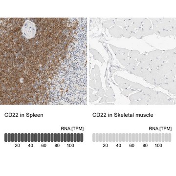 Anti-CD22 antibody produced in rabbit Prestige Antibodies&#174; Powered by Atlas Antibodies, affinity isolated antibody, buffered aqueous glycerol solution