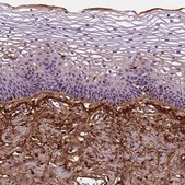 Monoclonal Anti-FBLN1 antibody produced in mouse Prestige Antibodies&#174; Powered by Atlas Antibodies, clone CL0337, purified immunoglobulin, buffered aqueous glycerol solution