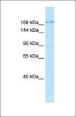 Anti-TJP1 antibody produced in rabbit affinity isolated antibody