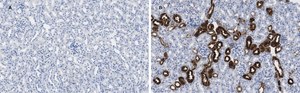 Anti-Calbindin D-28K clone 1A11 Antibody, ZooMAb&#174; Rabbit Monoclonal recombinant, expressed in HEK 293 cells