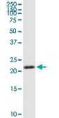 Anti-GINS1 antibody produced in rabbit purified immunoglobulin, buffered aqueous solution