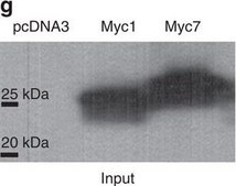 Anti-c-Myc antibody produced in rabbit ~0.5&#160;mg/mL, affinity isolated antibody, buffered aqueous solution