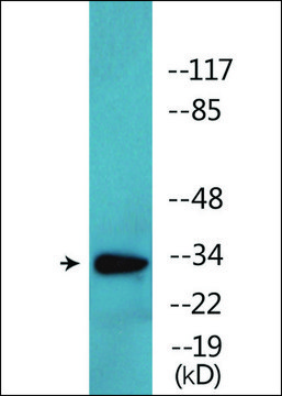 Anti-phospho-CDK2 (pThr160) antibody produced in rabbit affinity isolated antibody