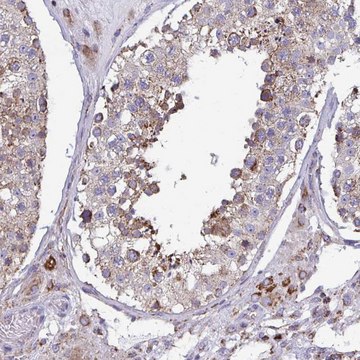 Anti-CSDE1 antibody produced in rabbit Prestige Antibodies&#174; Powered by Atlas Antibodies, affinity isolated antibody, buffered aqueous glycerol solution