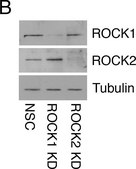 Anti-&#945;-Tubulin antibody, Mouse monoclonal clone DM1A, purified from hybridoma cell culture