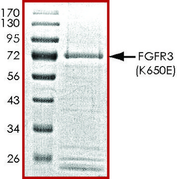 FGFR3 (K650E), active, GST tagged human PRECISIO&#174;, recombinant, expressed in baculovirus infected Sf9 cells, &#8805;70% (SDS-PAGE), buffered aqueous glycerol solution