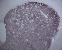 Anti-Dopamine D2 Receptor Antibody Chemicon&#174;, from rabbit