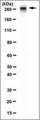 Anti-Fibronectin (Cell Attachment Fragment) Antibody, clone 3E3, Ascites &amp; Azide Free clone 3E3, from mouse