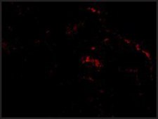 Anti-ARTS antibody produced in rabbit affinity isolated antibody, buffered aqueous solution
