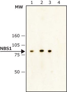 Monoclonal Anti-NBS1 (Nibrin) antibody produced in mouse ~2&#160;mg/mL, clone NBS1-501, purified immunoglobulin, buffered aqueous solution