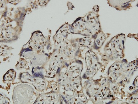 Monoclonal Anti-GTF2I antibody produced in mouse clone 3E2, purified immunoglobulin, buffered aqueous solution