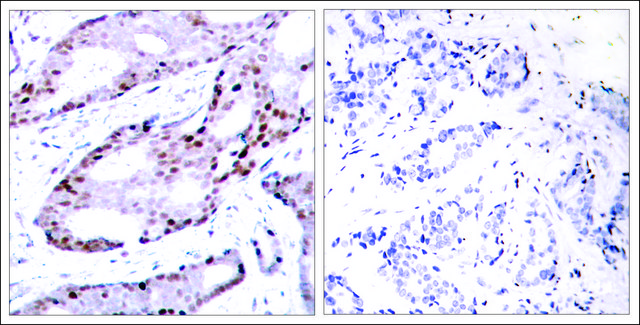 Anti-JUN (Ab-73) antibody produced in rabbit affinity isolated antibody