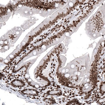 Monoclonal Anti-HIST1H2AG antibody produced in mouse Prestige Antibodies® Powered by Atlas Antibodies, clone CL5041, purified immunoglobulin, buffered aqueous glycerol solution