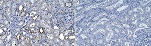 Anti-SMN Antibody, clone 2B1 ZooMAb&#174; Mouse Monoclonal recombinant, expressed in HEK 293 cells