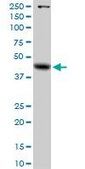 Anti-GLA antibody produced in rabbit purified immunoglobulin, buffered aqueous solution