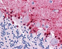 Anti-KLF2 affinity isolated antibody