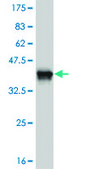 ANTI-FOXC2 antibody produced in mouse clone 3E6, purified immunoglobulin, buffered aqueous solution