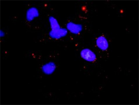 Anti-CAB39 antibody produced in mouse purified immunoglobulin, buffered aqueous solution
