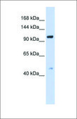 Anti-TRPC4 antibody produced in rabbit affinity isolated antibody