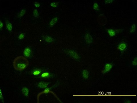 Monoclonal Anti-CBX5 antibody produced in mouse clone 1E11-3A10, purified immunoglobulin, buffered aqueous solution