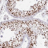 Anti-GTF2H1 antibody produced in rabbit Prestige Antibodies&#174; Powered by Atlas Antibodies, affinity isolated antibody, buffered aqueous glycerol solution