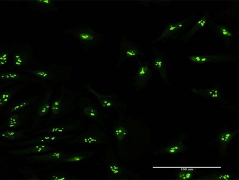 Anti-KIAA0020 antibody produced in mouse purified immunoglobulin, buffered aqueous solution