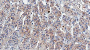 Anti-LDL Receptor Antibody, clone 2H7.1 clone 2H7.1, from mouse