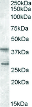Anti-SCAP2/PRAP antibody produced in goat affinity isolated antibody, buffered aqueous solution