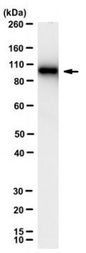 Anti-RdRp R2 of SARS-CoV Antibody, clone 4E6