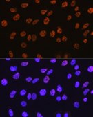 Anti- HDAC1 antibody produced in rabbit