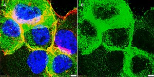 Anti-Collagen IV &#945;2 Antibody, clone 1D9 ZooMAb&#174; Rabbit Monoclonal recombinant, expressed in HEK 293 cells