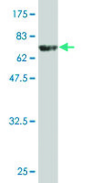 Monoclonal Anti-WDR41 antibody produced in mouse clone 1F3, purified immunoglobulin, buffered aqueous solution
