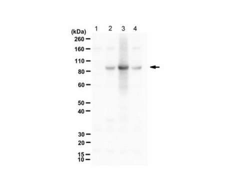 Anti-phospho RasGRP2 (Ser116/Ser117) from rabbit