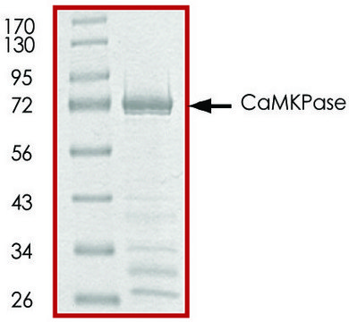 CaMKPase, GST tagged human recombinant, expressed in E. coli, &#8805;70% (SDS-PAGE), buffered aqueous glycerol solution