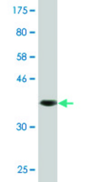 Monoclonal Anti-ABCG2 antibody produced in mouse clone 1G1, purified immunoglobulin, buffered aqueous solution