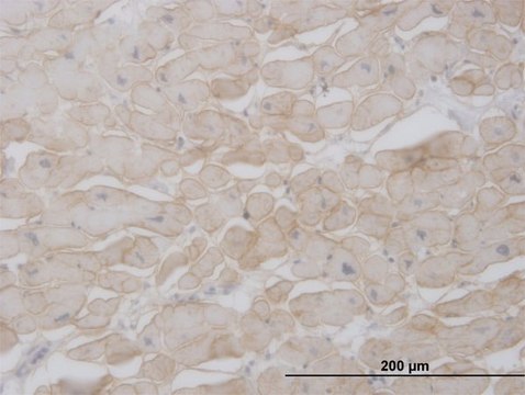 Monoclonal Anti-SGCB antibody produced in mouse clone 1E3, purified immunoglobulin, buffered aqueous solution