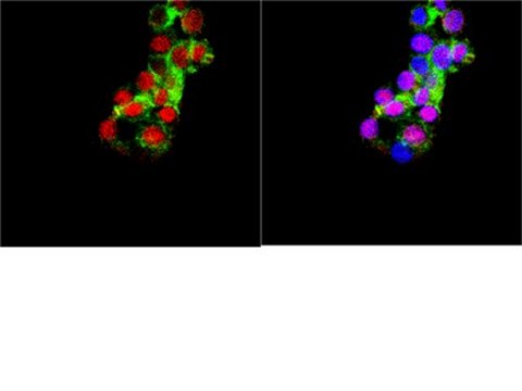 Anti-NeuroD 6 Antibody Chemicon&#174;, from rabbit