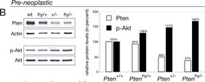 Monoclonal Anti-&#946;-Actin antibody produced in mouse clone AC-74, ascites fluid