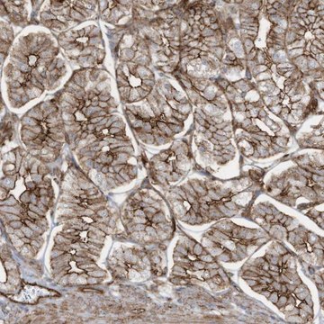 Anti-SLC9A2 antibody produced in rabbit Prestige Antibodies&#174; Powered by Atlas Antibodies, affinity isolated antibody, buffered aqueous glycerol solution