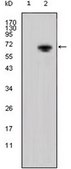 Anti-Wnt-5a Antibody, clone 6F2 ascites fluid, clone 6F2, from mouse