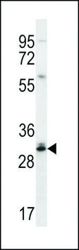 ANTI-DULLARD (CENTER) antibody produced in rabbit affinity isolated antibody, buffered aqueous solution