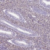 Anti-SULF1 antibody produced in rabbit Prestige Antibodies&#174; Powered by Atlas Antibodies, affinity isolated antibody, buffered aqueous glycerol solution