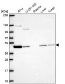 Anti-NECAB3 antibody produced in rabbit Prestige Antibodies&#174; Powered by Atlas Antibodies, affinity isolated antibody