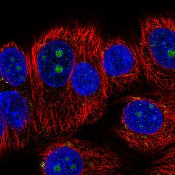 Anti-BMP7 antibody produced in rabbit Prestige Antibodies&#174; Powered by Atlas Antibodies, affinity isolated antibody